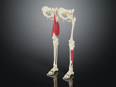 Detailed Human Leg Skeleton Model Showing Red Muscles And Anatomical Features 3d model