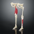 Detailed Human Leg Skeleton Model Showing Red Muscles And Anatomical Features