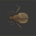 Giant Insect Specimen Featuring Detailed Brown Exoskeleton And Long Legs On Dark Background