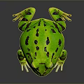 Frog Poison Frog Game Frog Reptile Cold Blooded Animal Reptile 3d model