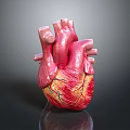 Realistic Detailed 3D Human Heart Anatomical Model With Colored Vascular Structures 3d model