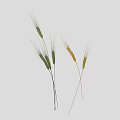Green and Yellow Wheat Ears With Stems On White Background Showing Shadows