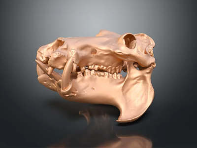 Copper Colored Animal Skull Anatomical Model For Medical Education And Training 3d model