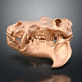 Copper Colored Animal Skull Anatomical Model For Medical Education And Training