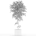 Lush Green Bonsai Plant With Slender Trunk And Dense Leaves In Black Pot