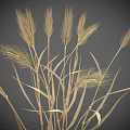 Golden Wheat Stalks With Bunch Of Long Ears And Slender Stems On Gray Background