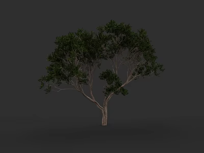 Single Arbor With Lush Green Leaves And Brown Trunk On Gray Background 3d model