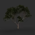 Single Arbor With Lush Green Leaves And Brown Trunk On Gray Background
