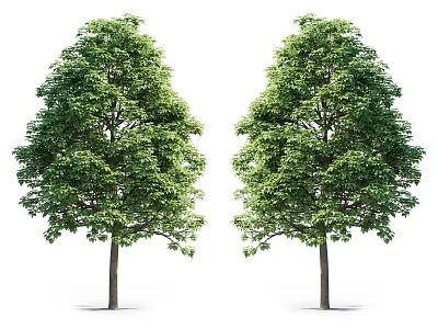 Two Tall Arbor Trees With Lush Green Foliage And Brown Trunks 3d model