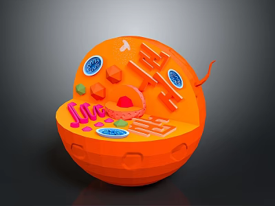Detailed Anatomical Organ And Hair Internal Structure In Orange Sphere Cross Section 3d model
