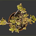Succulent Plant in Terracotta Pot with Branches Bearing Yellowish Leaves on Dark Background