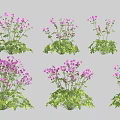 Lush Flower Clusters With Green Leaves And Purple Blooms On Gray Background