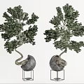 Elegant Bonsai Trees With Curved Trunks Green Foliage In Stone Pots On Metal Stands