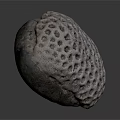Spherical Sea Urchin With Porous Surface And Detailed Texture On Gray Background