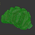Natural Coral Polyps Skeleton With Fan Shaped Textured Brown White Formation