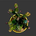 Potted Green Cactus Plant with Pink and Yellow Tips in Yellow Textured Pot