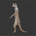 Meerkat Standing Upright With Light Brown Fur And Dark Facial Markings Against Simple Dark Background 3d model