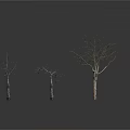Three Bare Trees with Trunks and Branches on White Background with Reflections