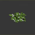 Green Leafy White Flowering Plants in a White Rectangular Pot with Fresh Blooms