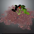 Vibrant Green Leafy Plant With Red Flower Growing In Pink Gravel