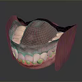 Detailed 3D Rendered Oral Structure Model With Teeth Gums And Tongue