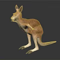 Realistic Kangaroo 3D Render With Standing Posture And Detailed Features 3d model