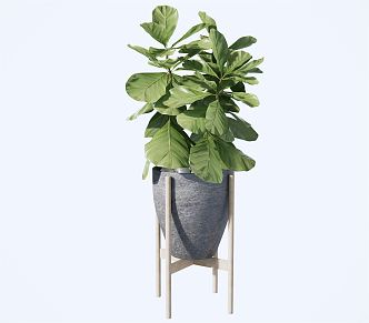 Modern Potted Plant Green Plant Ornaments Da Qin Ye Rong 3d model