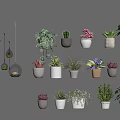 Assorted Potted Plants Featuring Hanging Succulents And Decorative Greenery