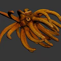 Vibrant Orange Coral Like Plant With Tentacle Shaped Structure On Dark Background