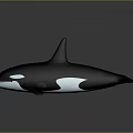 Black And White Orca Whale In Swimming Pose With Distinct Dorsal Fin Against Gray Background
