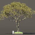 Tall Arbor With Lush Foliage Thick Trunk And Two People Standing Near Green Plants