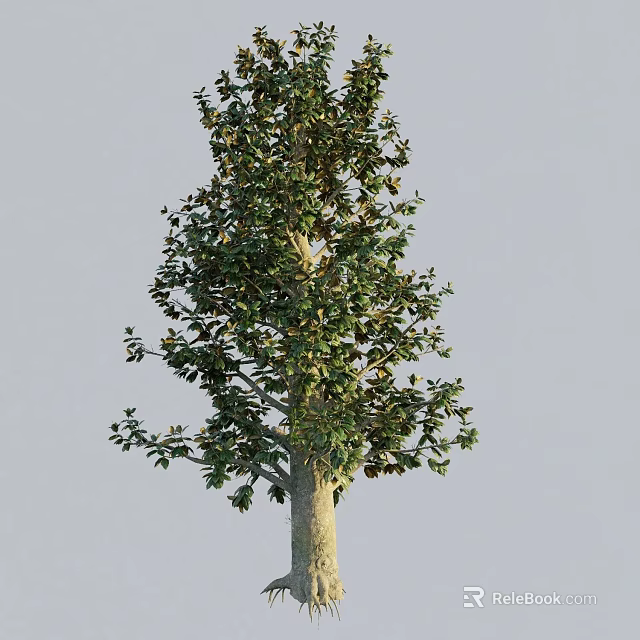 Tall Arbor Tree with Lush Green Foliage and Strong Trunk in Natural Scene 3d model 
