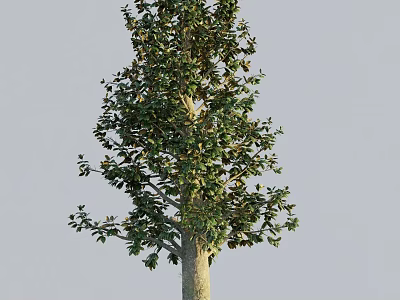 Tall Arbor Tree with Lush Green Foliage and Strong Trunk in Natural Scene 3d model