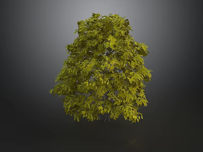Green Leafy Tree With Lush Dense Foliage Against Gray Background 3D Rendering 3d model