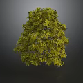 Green Leafy Tree With Lush Dense Foliage Against Gray Background 3D Rendering
