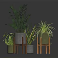 Indoor Green Plants In Modern Gray And Light Green Pots On Wooden Stands