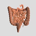 Detailed Game Movie Character Featuring Realistic 3D Intestinal Anatomical Structure Model