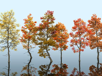 Scenic Autumn Landscape With Colorful Trees Red Yellow Foliage And Water Reflections 3d model