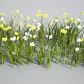 Fresh Yellow And White Small Flowers Blooming In Green Grass Field