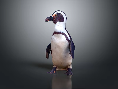 Standing Penguin With Black And White Feathers Isolated On Dark Background 3d model