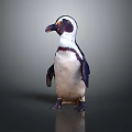 Standing Penguin With Black And White Feathers Isolated On Dark Background