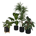 Indoor Potted Plants With Various Green Leafy Types In Black Pots For Home Decor