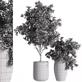 Modern Garden Decor With Green Leafy Plants And Black Planters Of Different Sizes