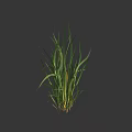 Vibrant Green Grass With Long Fresh Leaves On Dark Background