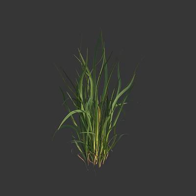 Vibrant Green Grass With Long Fresh Leaves On Dark Background 3d model