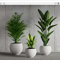 Various Green Potted Plants in White Pots Against Grey Wall and Wooden Floor