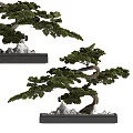 Artistic Bonsai Tree With Curved Branches And Lush Green Foliage In Pot With Stones