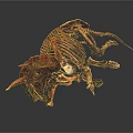 Modern skeleton dinosaur fossil dinosaur skeleton animal skeleton 3d model