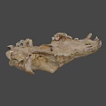 Ancient Fossilized Animal Skull With Brownish Bone Structure And Remains 3d model