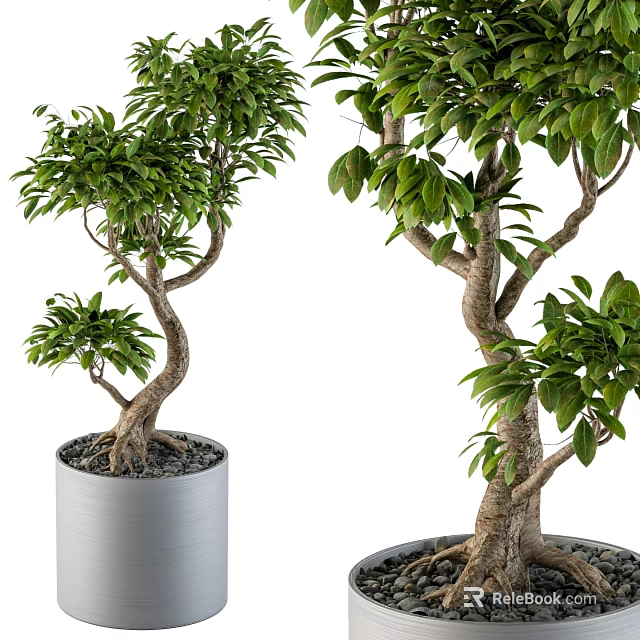 Decorative Plant Arrangement With Curved Trunks Green Leaves Gray Pots And Small Pebbles 3d model 